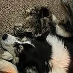 Dog, Carnivore, Dog breed, Companion dog, Whiskers, Snout, Furry friends, Border Collie, Felidae, Paw, Tail, Canidae, Small To Medium-sized Cats, Claw, Terrestrial Animal, Comfort, Working Dog, Working Animal, Monochrome