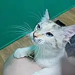 Cat, Felidae, Carnivore, Small To Medium-sized Cats, Gesture, Whiskers, Fawn, Comfort, Snout, Furry friends, Domestic Short-haired Cat, Tail, Paw, Foot, Eyelash, Claw, Nail, Grass, Window