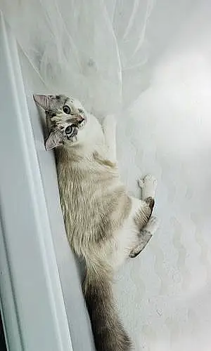 Turkish Angora Cat Barista