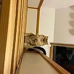 Cat, Carnivore, Felidae, Wood, Interior Design, Small To Medium-sized Cats, Whiskers, Fawn, Door, Hardwood, Stairs, Comfort, Shelf, House, Tail, Curtain, Furry friends, Domestic Short-haired Cat, Room
