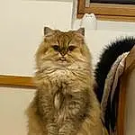 Cat, Carnivore, Felidae, Small To Medium-sized Cats, Whiskers, Fawn, Wood, Snout, British Longhair, Furry friends, Terrestrial Animal, Hardwood, Persian, Tail, Box, Art, Maine Coon