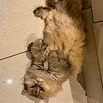 Brown, Cat, Felidae, Carnivore, Small To Medium-sized Cats, Dog breed, Fawn, Whiskers, Comfort, Companion dog, Tail, Furry friends, Terrestrial Animal, Paw, British Longhair, Claw, Canidae, Domestic Short-haired Cat