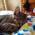 Cat, Comfort, Felidae, Carnivore, Whiskers, Small To Medium-sized Cats, Wood, Tail, Domestic Short-haired Cat, Human Leg, Furry friends, Claw, Nap, Pattern, Paw, Hardwood, Linens
