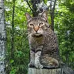 Tree, Carnivore, Felidae, Small To Medium-sized Cats, Plant, Whiskers, Wood, Trunk, Terrestrial Animal, Tail, Snout, Screech Owl, Owl, Twig, Grass, Cat, Furry friends, Domestic Short-haired Cat, Lynx
