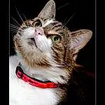 Cat, Felidae, Carnivore, Collar, Small To Medium-sized Cats, Whiskers, Snout, Close-up, Domestic Short-haired Cat, Paw, Photo Caption, Furry friends, Fang, Leash