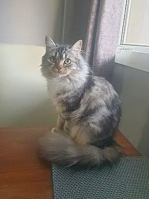 Persian Cat Belle