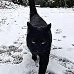 Cat, Snow, Plant, Felidae, Carnivore, Small To Medium-sized Cats, Whiskers, Freezing, Snout, Winter, Tree, Tail, Black cats, Furry friends, Domestic Short-haired Cat, Black & White, Grass, Monochrome