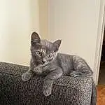 Cat, Comfort, Carnivore, Felidae, Small To Medium-sized Cats, Grey, Whiskers, Fawn, Russian blue, Cat Supply, Tail, Snout, Domestic Short-haired Cat, Furry friends, Window, Sitting, Paw, Chartreux, Claw