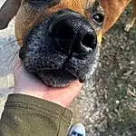 Dog, Dog breed, Carnivore, Fawn, Companion dog, Working Animal, Whiskers, Snout, Walking Shoe, Terrestrial Animal, Furry friends, Grass, Canidae, Selfie, Boxer, Working Dog, Collar, Photography, Paw