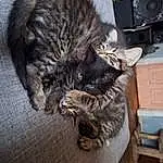 Cat, Felidae, Studio Monitor, Grey, Carnivore, Whiskers, Small To Medium-sized Cats, Snout, Tail, Comfort, Domestic Short-haired Cat, Cabinetry, Furry friends, Claw, Wood, Subwoofer, Drawer, Chair, Paw, Hardwood
