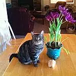 Flower, Plant, Cat, Flowerpot, Felidae, Houseplant, Wood, Carnivore, Petal, Fawn, Small To Medium-sized Cats, Hardwood, Whiskers, Laminate Flooring, Flower Arranging, Herbaceous Plant, Wood Stain, Tail