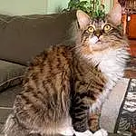 Cat, Carnivore, Felidae, Whiskers, Small To Medium-sized Cats, Comfort, Fawn, Window, Snout, Tail, Plant, Couch, Door, Domestic Short-haired Cat, Terrestrial Animal, Paw, Furry friends, Sitting, Houseplant, Studio Couch