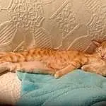Cat, Felidae, Carnivore, Comfort, Small To Medium-sized Cats, Whiskers, Fawn, Bed, Wood, Tail, Furry friends, Linens, Domestic Short-haired Cat, Room, Paw, Nap, Bedding, Terrestrial Animal, Claw