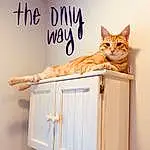 Cat, Felidae, Wood, Carnivore, Orange, Whiskers, Small To Medium-sized Cats, Fawn, Tail, Font, Hardwood, Comfort, Rectangle, Shelf, Peach, Domestic Short-haired Cat, Cat Supply, Cabinetry, Room, Paw