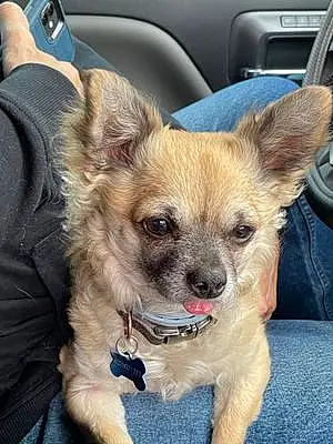 Name Chihuahua Dog Tucker