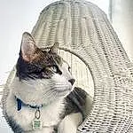 Cat, Leg, Felidae, Small To Medium-sized Cats, Carnivore, Whiskers, Grey, Comfort, Window, Eyewear, Snout, Tail, Tree, Furry friends, Beard, Sitting, Paw, Domestic Short-haired Cat, Fashion Accessory, Black & White