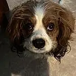 Dog, Dog breed, Carnivore, Liver, Companion dog, Fawn, Toy Dog, Whiskers, Snout, Working Animal, Furry friends, Canidae, Spaniel, Terrestrial Animal, King Charles Spaniel, Puppy