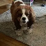 Brown, Dog, Dog breed, Carnivore, Liver, Wood, Companion dog, Fawn, Spaniel, Snout, Cavalier King Charles Spaniel, Hardwood, Toy Dog, King Charles Spaniel, Working Animal, Furry friends, Plank