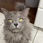 Cat, Eyes, Felidae, Carnivore, Small To Medium-sized Cats, Grey, Whiskers, Snout, Furry friends, Domestic Short-haired Cat, British Longhair, Hardwood, Tail, Home Appliance, Wall Plate, Terrestrial Animal, Tile Flooring, Illustration