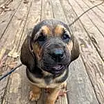 Dog, Eyes, Dog breed, Carnivore, Fawn, Companion dog, Wood, Snout, Plant, Whiskers, Canidae, Working Dog, Hound, Furry friends, Pet Supply, Guard Dog, Hardwood