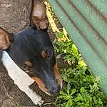 Plant, Dog, Leaf, Carnivore, Dog breed, Grass, Snout, Terrestrial Animal, Working Animal, Tints And Shades, Dobermann, Groundcover, Working Dog, Guard Dog