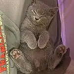 Comfort, Felidae, Whiskers, Small To Medium-sized Cats, Snout, Terrestrial Animal, Tail, Furry friends, Paw, Photo Caption, Claw, Domestic Short-haired Cat, Cat, Foot, Marsupial, Plant