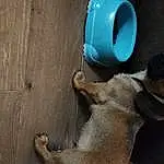 Wood, Dog, Fawn, Carnivore, Dog breed, Terrestrial Animal, Snout, Drinkware, Furry friends, Hardwood, Electric Blue, Whiskers, Working Animal, Tail, Paw, Canidae