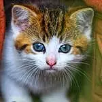 Cat, Felidae, Carnivore, Small To Medium-sized Cats, Iris, Whiskers, Fawn, Snout, Grass, Close-up, Furry friends, Domestic Short-haired Cat, Wood