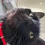 Hair, Cat, Eyes, Felidae, Carnivore, Small To Medium-sized Cats, Ear, Whiskers, Grey, Snout, Close-up, Tail, Black cats, Domestic Short-haired Cat, Furry friends, Terrestrial Animal, Paw, Claw, Animal Shelter