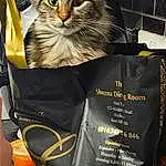 Cat, Felidae, Carnivore, Small To Medium-sized Cats, Whiskers, Furry friends, Domestic Short-haired Cat, Box, Photo Caption, Advertising, Chair, Luggage And Bags, Fashion Accessory, Bag, Packaging And Labeling, Personal Protective Equipment