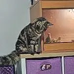 Cat, Felidae, Carnivore, Small To Medium-sized Cats, Whiskers, Tail, Domestic Short-haired Cat, Furry friends, Wood, Shelf, Room, Box, Paw, Metal, Art, Shelving