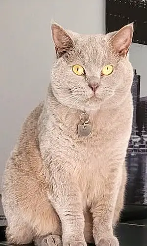 Name British Shorthair Cat Eddy