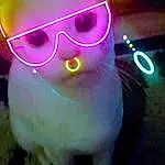 Light, Toy, Purple, Felidae, Cat, Pink, Small To Medium-sized Cats, Whiskers, Magenta, Snout, Electric Blue, Tail, Eyewear, Neon, Costume Hat, Furry friends