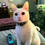 Cat, White, Light, Green, Felidae, Carnivore, Small To Medium-sized Cats, Whiskers, Fawn, Tail, Snout, Mobile Phone, Communication Device, Plant, Domestic Short-haired Cat, Furry friends, Paw, Telephony, Telephone, Photo Caption