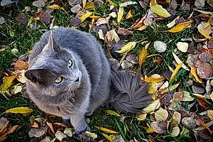 Russian Blue Cat Ruskee