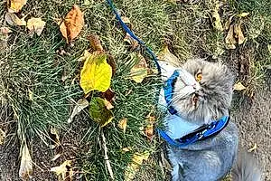 Persian Cat Smoochie