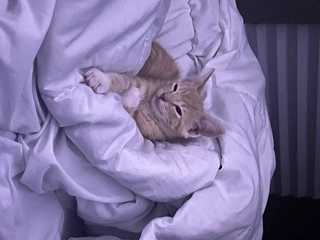 Cat, Felidae, Comfort, Purple, Sleeve, Textile, Gesture, Carnivore, Grey, Small To Medium-sized Cats, Bed, Whiskers, Linens, Furry friends, Curtain, Bedding, Duvet, Bed Sheet, Domestic Short-haired Cat, Nap