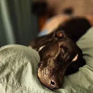 Labrador Retriever Dog Brady