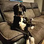Dog, Furniture, Couch, Dog breed, Comfort, Working Animal, Carnivore, Companion dog, Fawn, Snout, Chair, Canidae, Dog Collar, Gun Dog, Dog Supply, Studio Couch, Recliner, Pet Supply, Terrestrial Animal