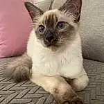Cat, Eyes, Siamese, Felidae, Carnivore, Whiskers, Iris, Small To Medium-sized Cats, Fawn, Snout, Furry friends, Terrestrial Animal, Birman, Symmetry