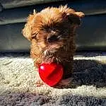 Dog, Carnivore, Dog breed, Dog Supply, Liver, Companion dog, Fawn, Snout, Terrier, Small Terrier, Canidae, Furry friends, Toy Dog, Pet Supply, Paw, Working Terrier, Terrestrial Animal, Working Animal, Soil