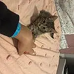 Cat, Felidae, Comfort, Sleeve, Carnivore, Finger, Thigh, Small To Medium-sized Cats, Nail, Whiskers, Wood, Human Leg, Wrist, Pattern, Domestic Short-haired Cat, Linens, Furry friends, Flesh, Paw