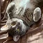 Cat, Plant, Felidae, Carnivore, Small To Medium-sized Cats, Grey, Whiskers, Wood, Snout, Tail, Paw, Furry friends, Domestic Short-haired Cat, Claw, Hardwood