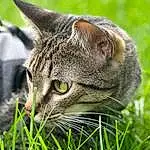 Cat, Plant, Felidae, Carnivore, Small To Medium-sized Cats, Whiskers, Grass, Snout, Terrestrial Animal, Grassland, Furry friends, Domestic Short-haired Cat, Tree, Groundcover, Pasture