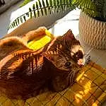 Cat, Plant, Comfort, Felidae, Flowerpot, Carnivore, Yellow, Small To Medium-sized Cats, Whiskers, Fawn, Houseplant, Wood, Pet Supply, Tail, Grass, Furry friends, Hardwood, Domestic Short-haired Cat, Room