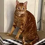 Cat, Felidae, Carnivore, Small To Medium-sized Cats, Whiskers, Fawn, Snout, Pet Supply, Tail, Comfort, Furry friends, Domestic Short-haired Cat, Cat Supply, Sitting, Paw, Wood, Rectangle, Metal, Terrestrial Animal
