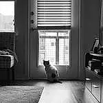Cat, Window, Building, Black, Wood, Cabinetry, Lighting, Black-and-white, Carnivore, Comfort, Sunlight, Interior Design, Grey, Style, Drawer, Line, Window Blind, Shade, Whiskers