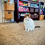 Cat, Picture Frame, Felidae, Shelf, Wood, Carnivore, Bookcase, Small To Medium-sized Cats, Shelving, Whiskers, Television, Tail, Hardwood, Furry friends, Domestic Short-haired Cat, Carpet, Room, Sitting