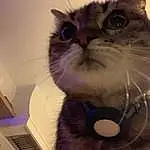 Cat, Carnivore, Felidae, Fawn, Small To Medium-sized Cats, Whiskers, Furry friends, Domestic Short-haired Cat, Thai, Balinese, Gadget, Bag, Paw, Box, Selfie, Moustache