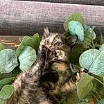 Cat, Plant, Felidae, Leaf, Carnivore, Small To Medium-sized Cats, Whiskers, Fawn, Groundcover, Terrestrial Animal, Snout, Grass, Terrestrial Plant, Tail, Flowerpot, Domestic Short-haired Cat, Furry friends, Annual Plant, Leaf Vegetable, Herb